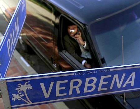 File:Signs palm and verbena.jpg