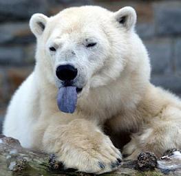 File:Polarbear.jpg