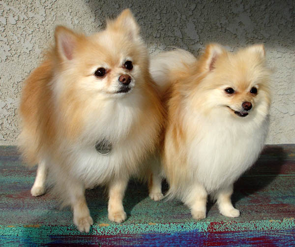 File:Lestat and Akasha.jpg