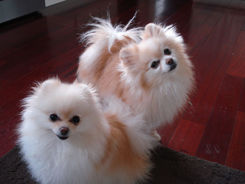 File:Akasha and Lestat pose.jpg