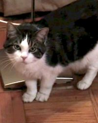 File:Going Postal house cat.jpg