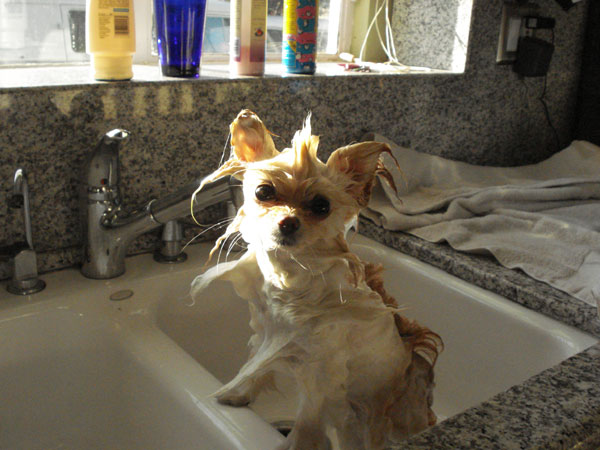 File:Akasha taking a bath.jpg