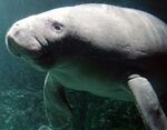 Manatee