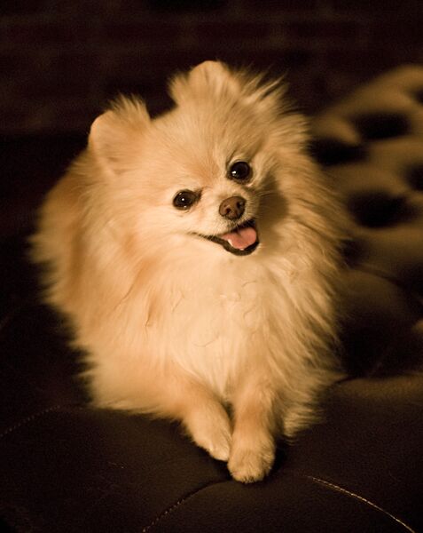 File:Lestat in the studio.jpg