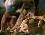 Mohinder the lizard