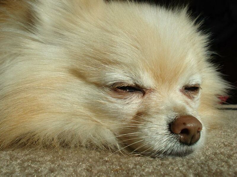 File:Let sleeping dogs lie.JPG