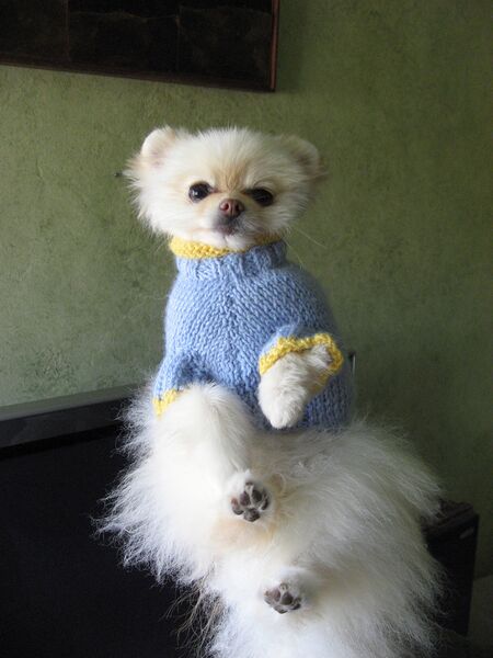 File:Akasha in a sweater.jpg